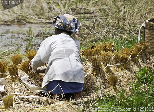 Image of Woman working on collecting rice