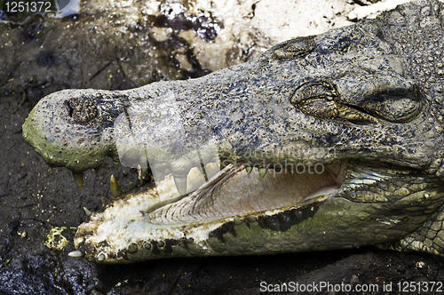 Image of Open jaws crocodile