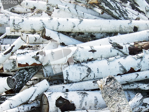 Image of birch logs