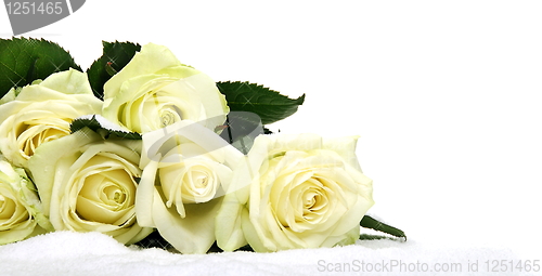 Image of  Yellow  roses in the snow on a white background.