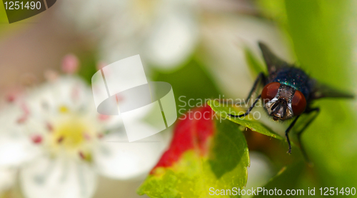 Image of Fly on apple