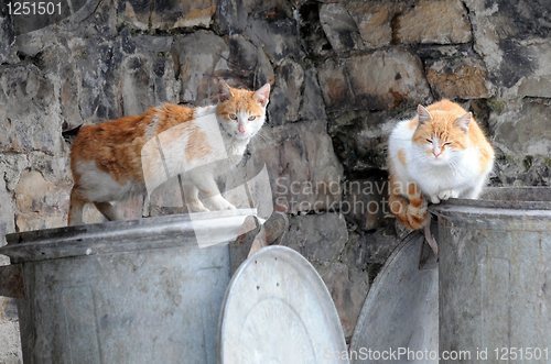 Image of Two Stray Cats on Garbage Containers