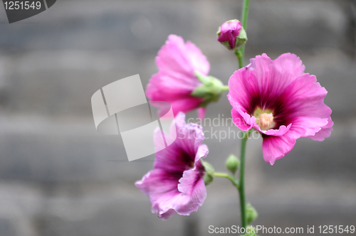 Image of Hollyhock flowers