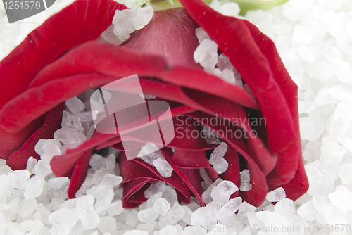 Image of Rose on salt