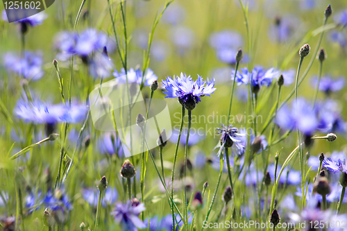 Image of cornflowers