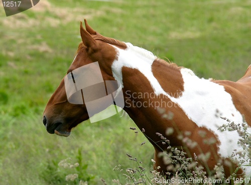 Image of Palomino-wild hors