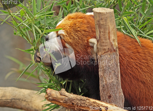 Image of Red Panda