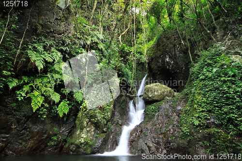 Image of Hidden rain forest waterfall with lush foliage and mossy rocks 