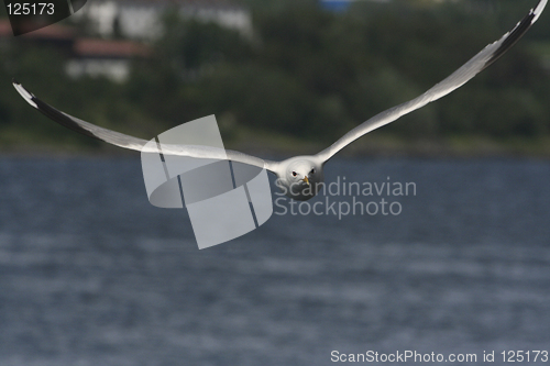 Image of Seagull