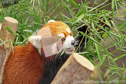 Image of Red Panda