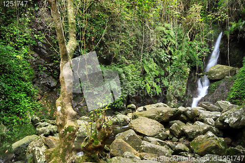 Image of Hidden rain forest waterfall with lush foliage and mossy rocks 