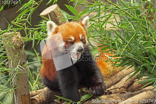 Image of Red Panda