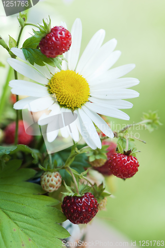 Image of  camomile and wild strawberry