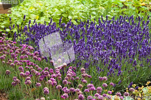 Image of Flowers in park