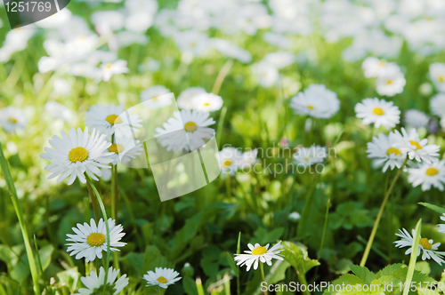 Image of Flowers in park