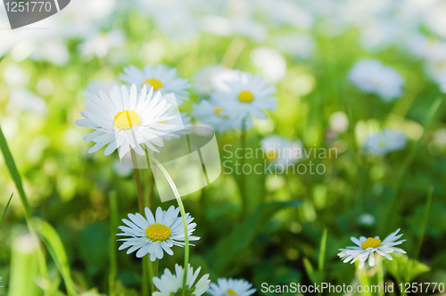 Image of Flowers in park