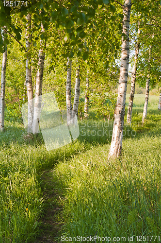 Image of birch forest