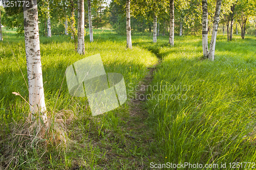 Image of birch forest