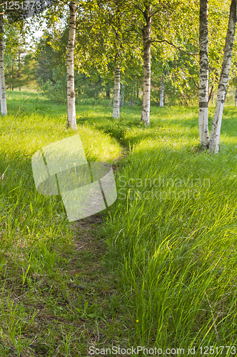Image of birch forest