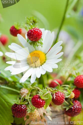 Image of  camomile and wild strawberry