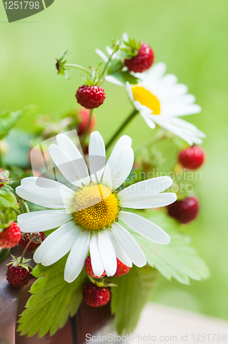 Image of  camomile and wild strawberry