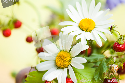 Image of  camomile and wild strawberry
