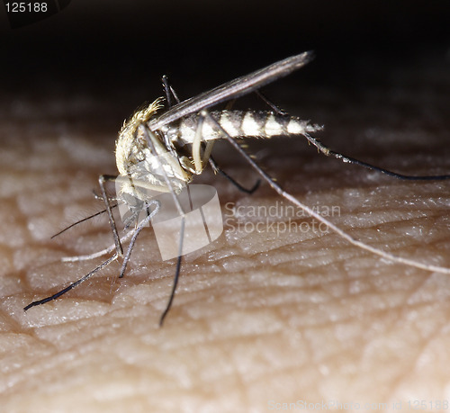 Image of mosquito