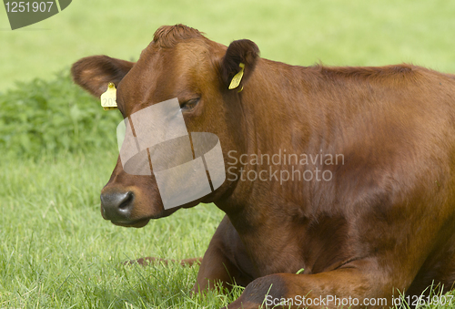 Image of cow