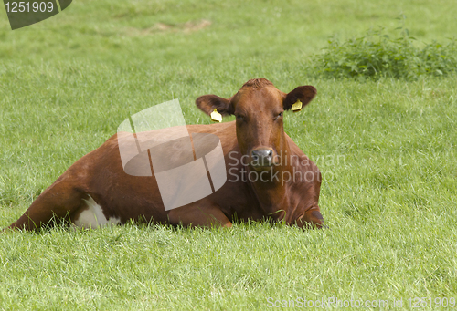 Image of Cow