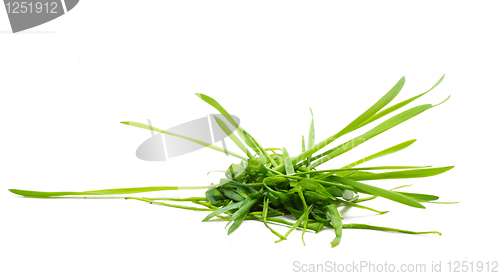 Image of Bunch Of A Grass 8