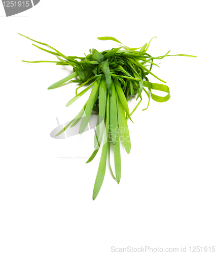 Image of Bunch Of A Grass 9