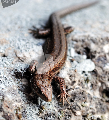 Image of Lizard