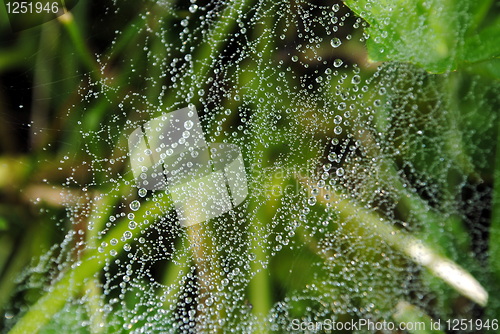 Image of Spider's web