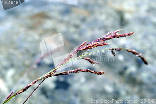 Image of Leaning straw