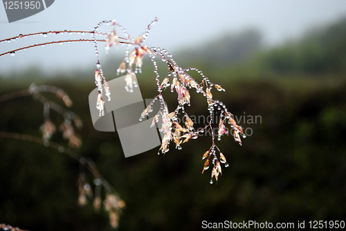 Image of Dewdrops
