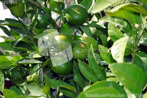 Image of Green citrus