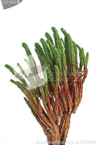 Image of Cactus