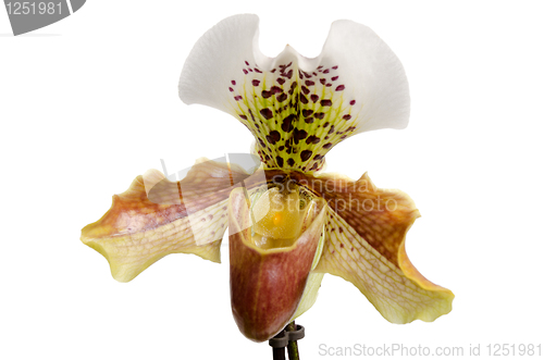 Image of Close up of orchid (Paphiopedilum Maudiae) 