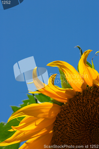 Image of Sunflower 1