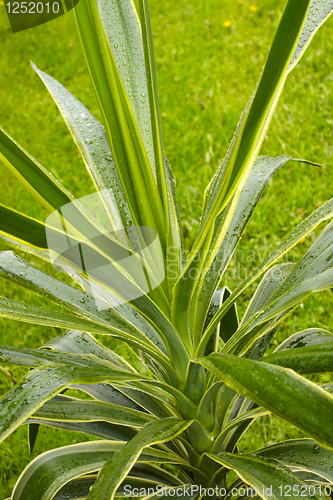 Image of Yucca Plant