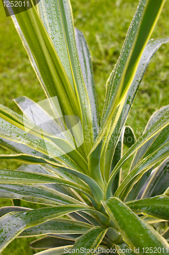 Image of Yucca Plant