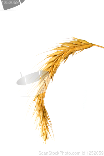 Image of Foto of isolated wheat on white background