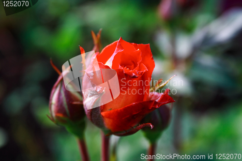 Image of Foto of red rose in parents garden