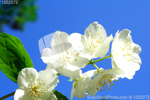 Image of Foto of white jasmine in parents garden