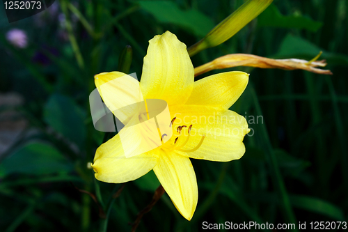 Image of Foto of yellow daffodil in parents garden