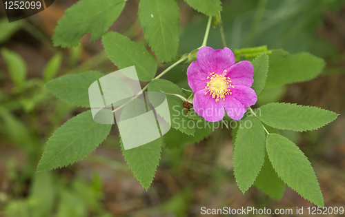 Image of  branch of briar 