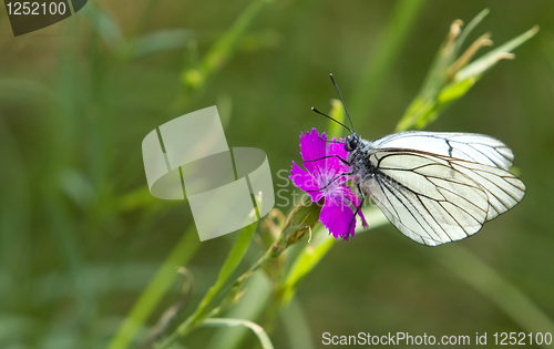 Image of white, striped butterfly 