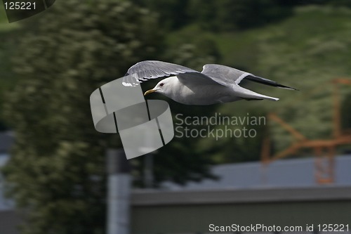 Image of seagull