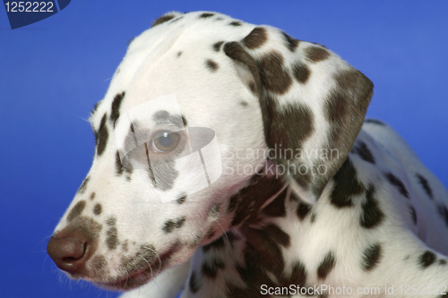 Image of Dalmation