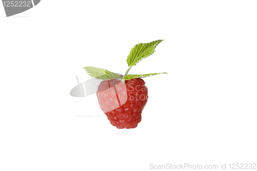 Image of Ripe raspberry with green leaf